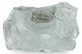 Prone Flexicalymene Trilobite - Indiana #282177-1